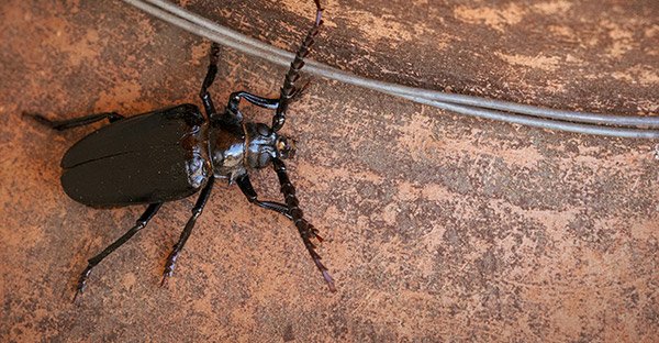 Ancestral Edible Insects: Forgotten Traditions - Thysko